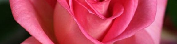 Rosiers grimpants roses