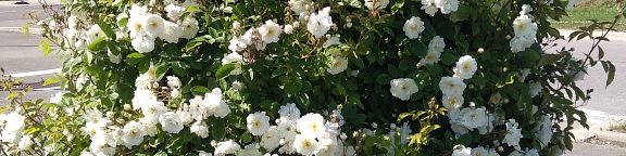 Rosiers paysagers arbustifs