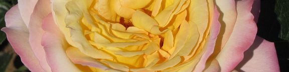 Rosiers Meilland Richardier