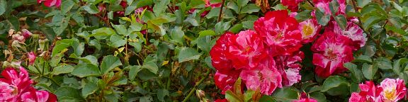 Rosiers paysagers couvre-sols