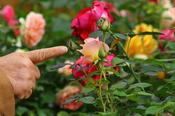 Inspirations personnalisées&nbsp;: Quelles plantes pour mon jardin&nbsp;?