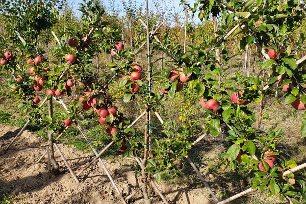 De l'arbre aux fruits - Samedi 23 novembre