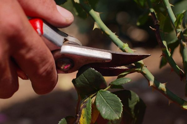 Atelier taille des rosiers