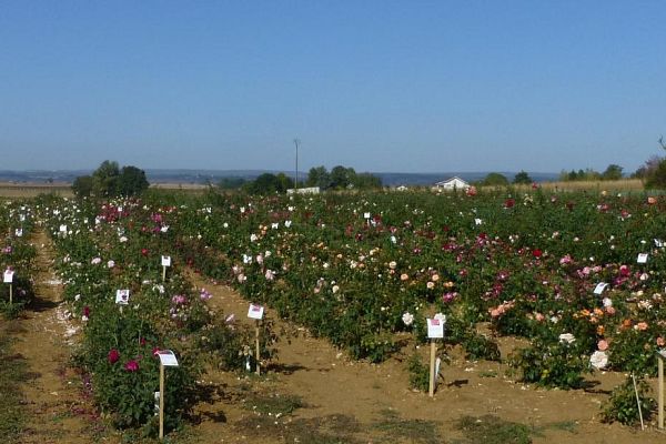 Visite guidée au milieu des roses