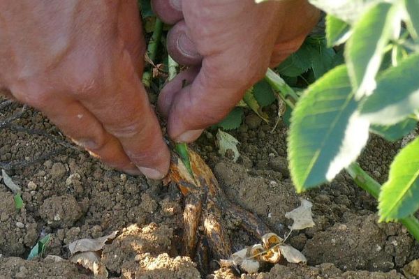 Atelier greffage d'un rosier