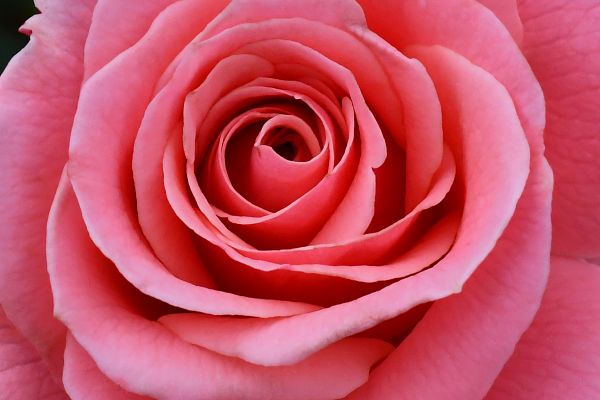 Rosiers