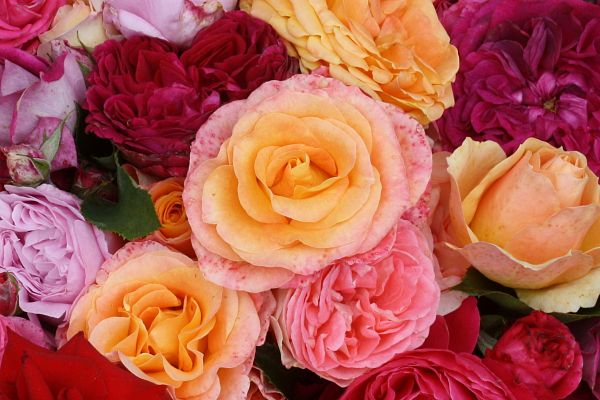 Rosiers grimpants par couleur