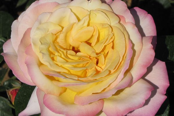 Rosiers Meilland Richardier