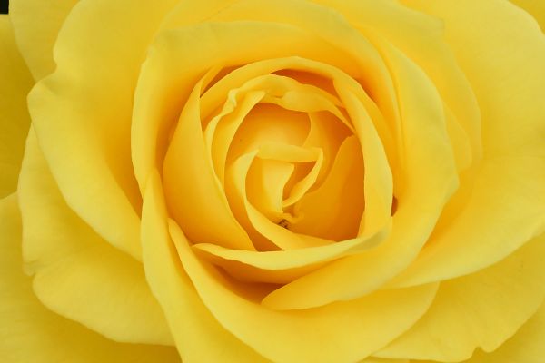 Rosiers jaunes