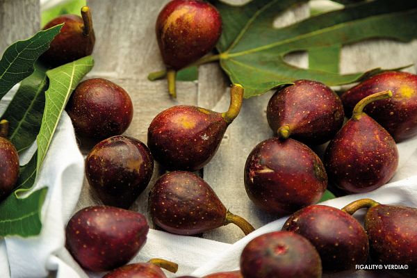 Fruitality®, fruitiers faciles et gourmands&nbsp;: