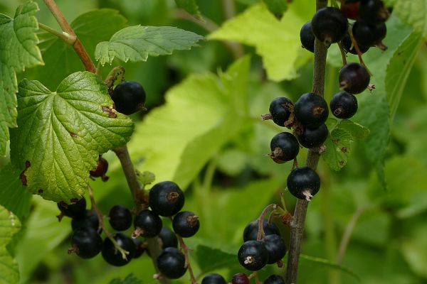 Petits fruits