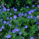Geranium 'Rozanne'