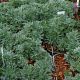 Artemisia schmidtiana 'Nana Attraction'