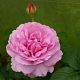 Princess Alexandra of Kent®