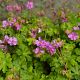 Geranium x cantabrigiense 'Karmina'