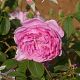 Harlow Carr®