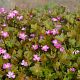 Geranium 'Orkney Cherry'