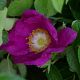 Rosa rugosa
