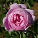Brother Cadfael®