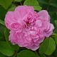 Jacques Cartier