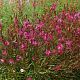 Gaura lindheimeri 'Siskiyou Pink'