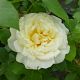 Rose Côte-d'Or®