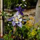 Aquilegia alpina