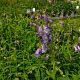 Penstemon 'Alice Hindley'