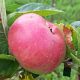 Framboise d'été
