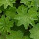 Alchemilla mollis