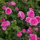 Gertrude Jekyll®