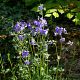 Polemonium caeryleaum Bressingham Purple