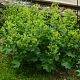 Alchemilla mollis