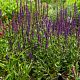 Salvia nemerosa 'Caradonna'
