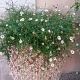 Erigeron karvinskianus