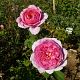 Princess Alexandra of Kent®