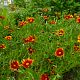 Coreopsis X 'Little Bang DayBreak'