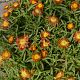 Delosperma cooperi 'Fire Wonder'