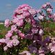 Heavenly Pink®