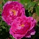 England's rose®