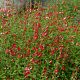Salvia microphylla 'Hot Lips'