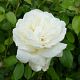 Rose Côte-d'Or®