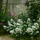 Centranthus ruber 'Alba'