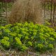 Euphorbia myrsinites