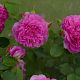 Princess Anne®