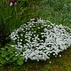 Iberis sempervirens