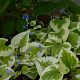 Brunnera macrophylla 'Variegata'