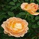 Lady of Shalott®
