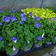 Geranium 'Johnson Blue '