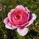 Princess Alexandra of Kent®